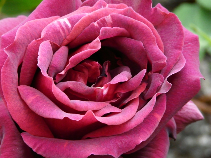 angers2009_rose