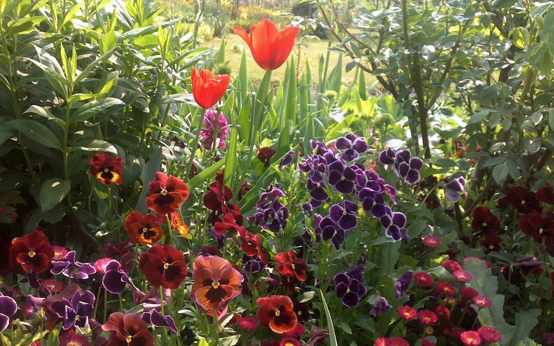 Contes de feuilles et de fleurs.