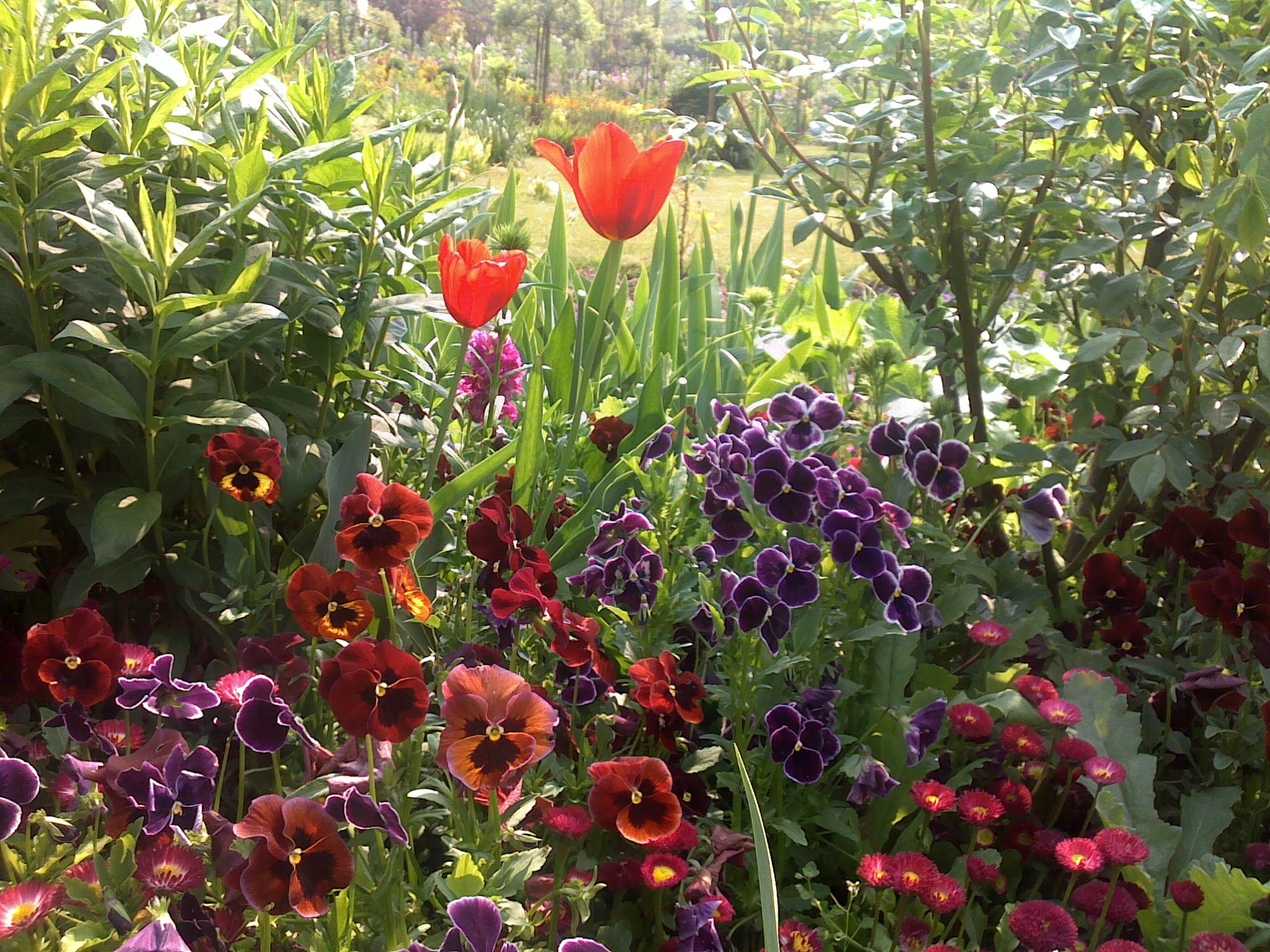 jardin de Giverny