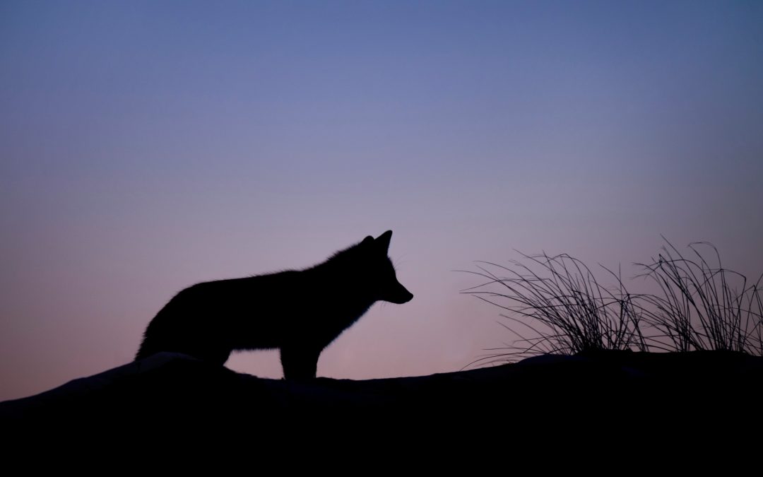 Loup y es-tu ? Au City le 18 février 2018