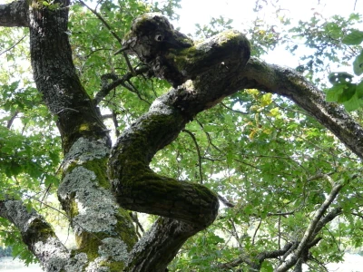 arbre_tordu